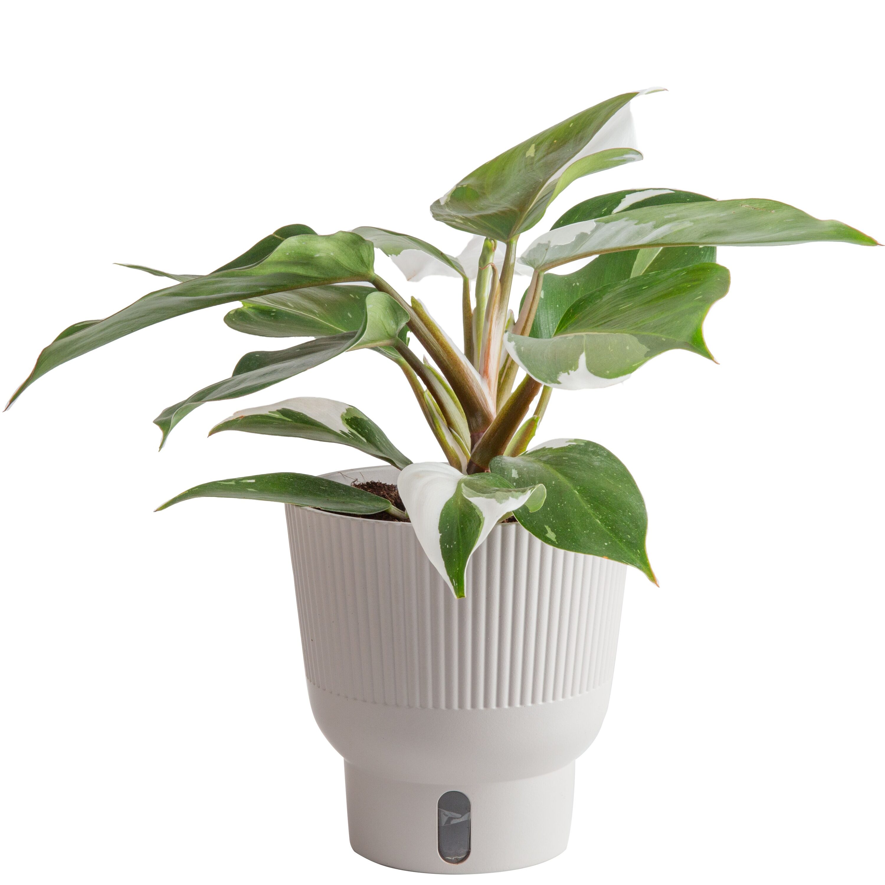 Costa Farms M-WKP-S-MWG-01-LW Trending Tropicals White Knight Philodendron House plant in 6 Inch(es) Self-watering pot 1 -Pack