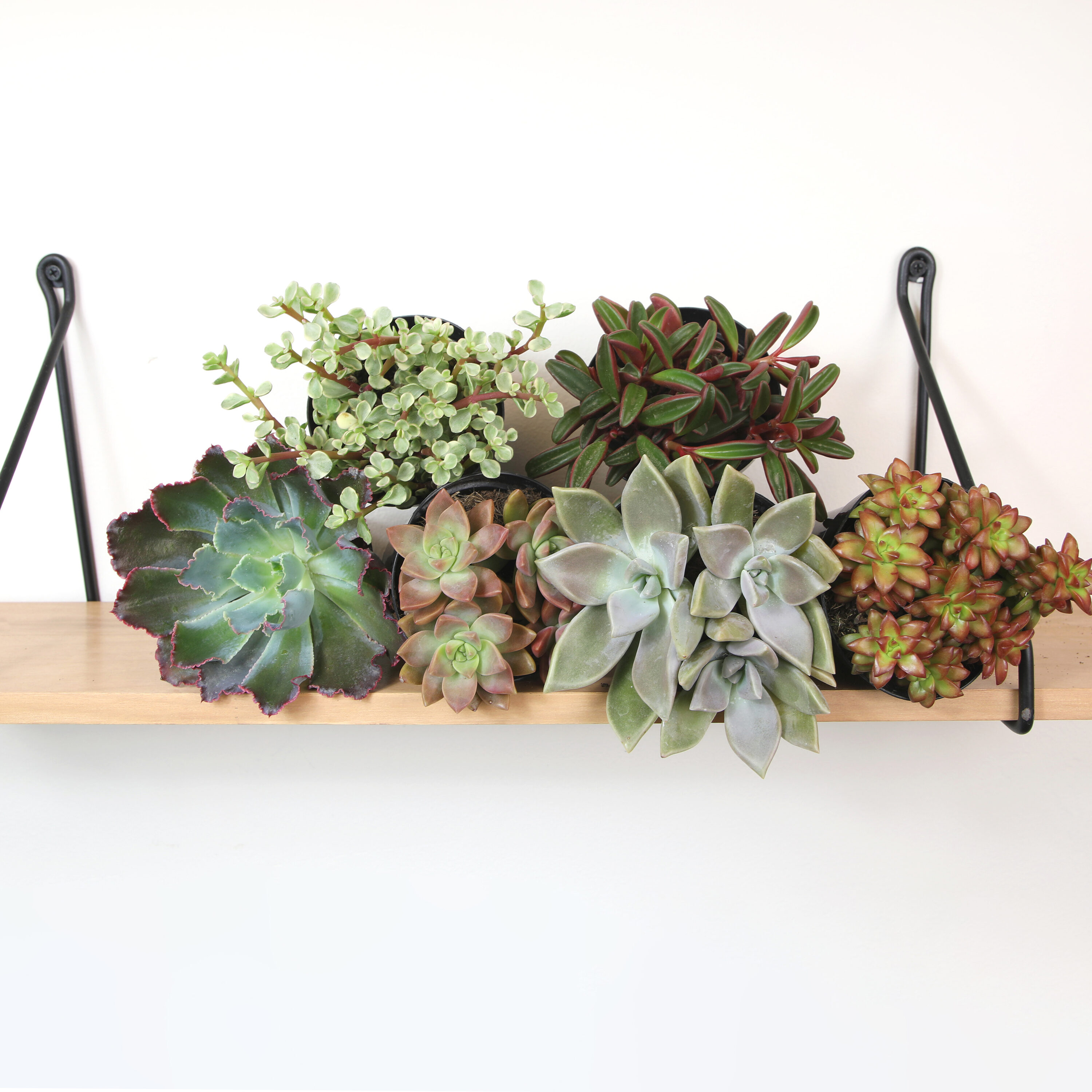 Altman Plants 0873253 Cacti-Succulents - View #3