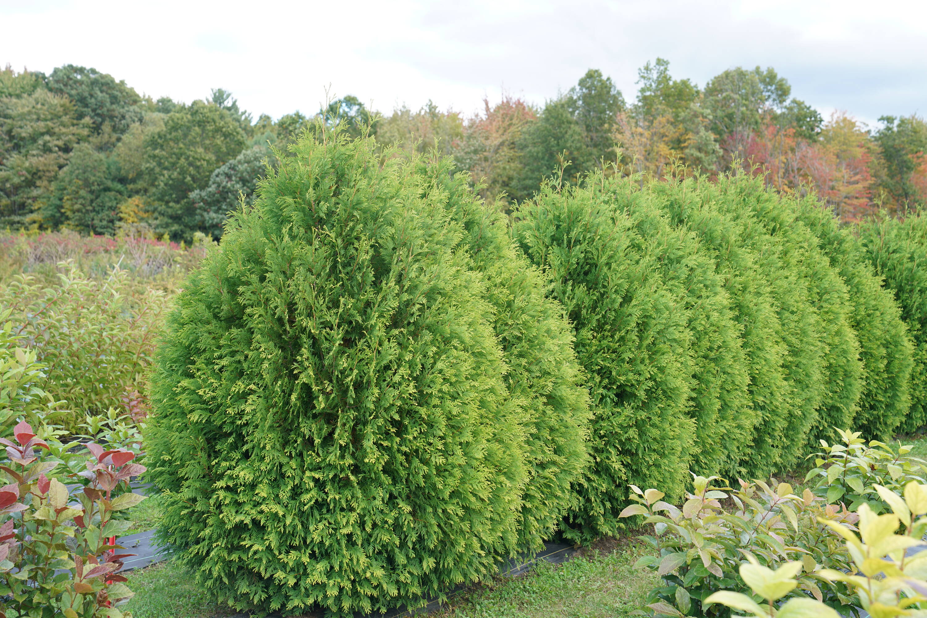Proven Winners THJPRC1076101 Cheer Drops Arborvitae (Thuja) Foundation/Hedge Shrub in 1 -Gallon Pot 1.0 -Pack
