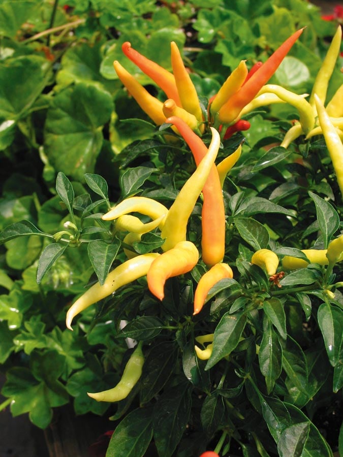 Lowe's NURSERY Multicolor Ornamental Pepper in 2.5 Quart(s) Pot 1 -Pack