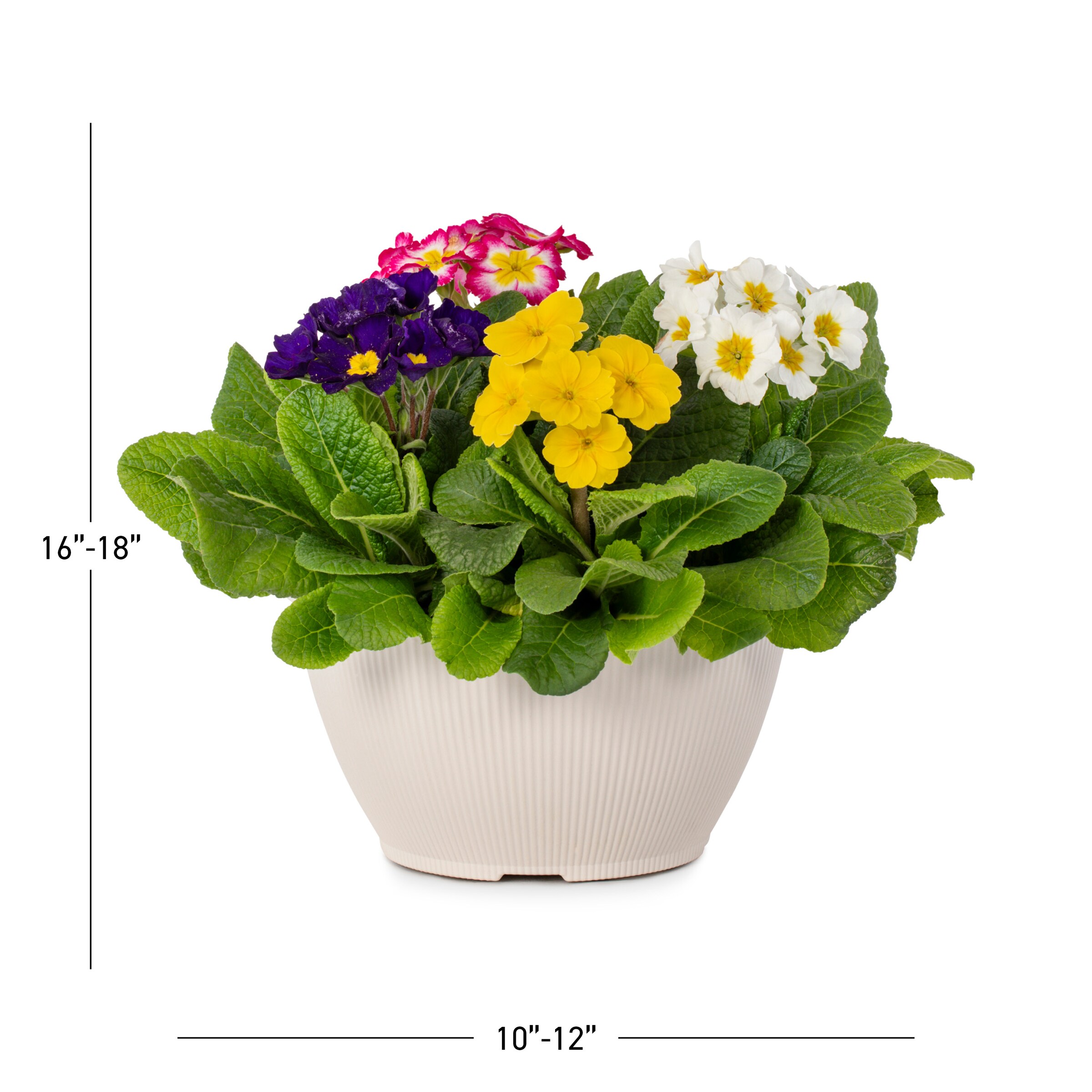 Lowe's NURSERY annuals - View #3