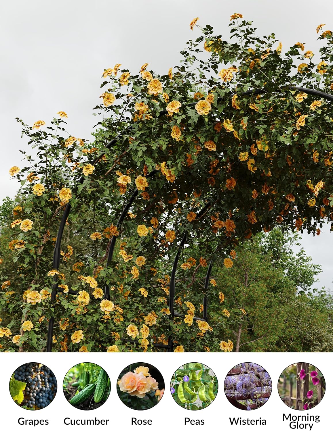 Qeetex VAM-344PKTCH Garden-Trellis - View #4