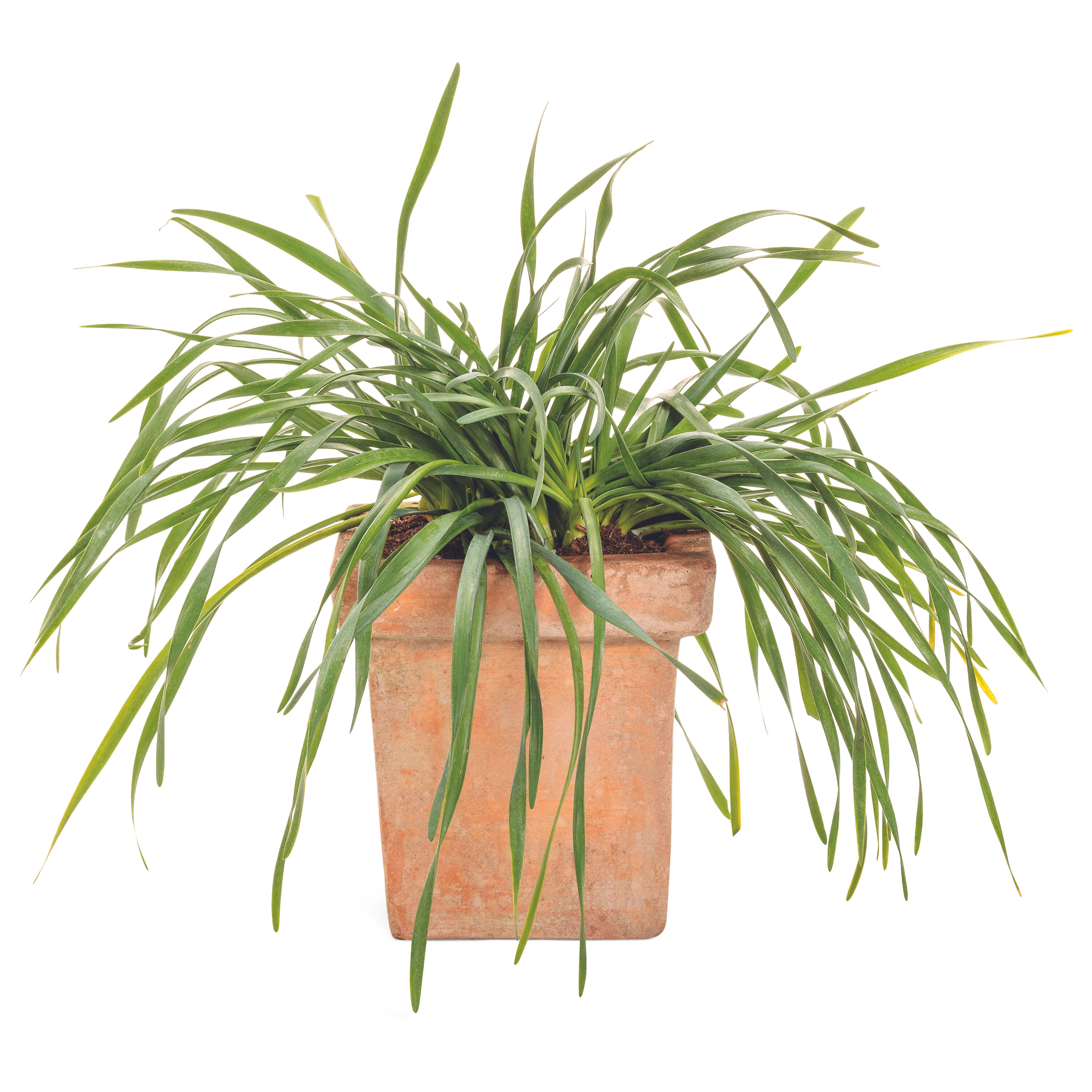 Proven Winners HERPRW1507504 Purple Chive Plant in 4.25-in Pot 4-Pack