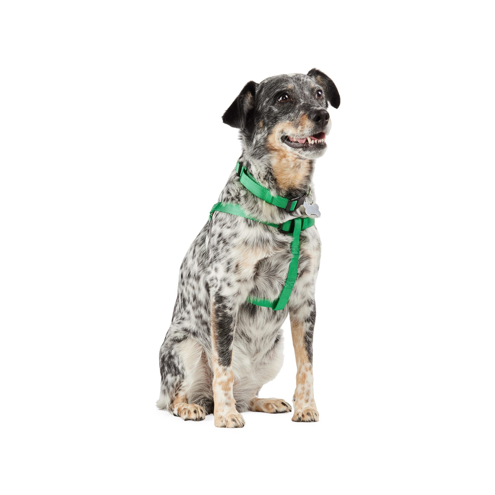 Youly 3877414 Dog-Collars-Harnesses - View #3