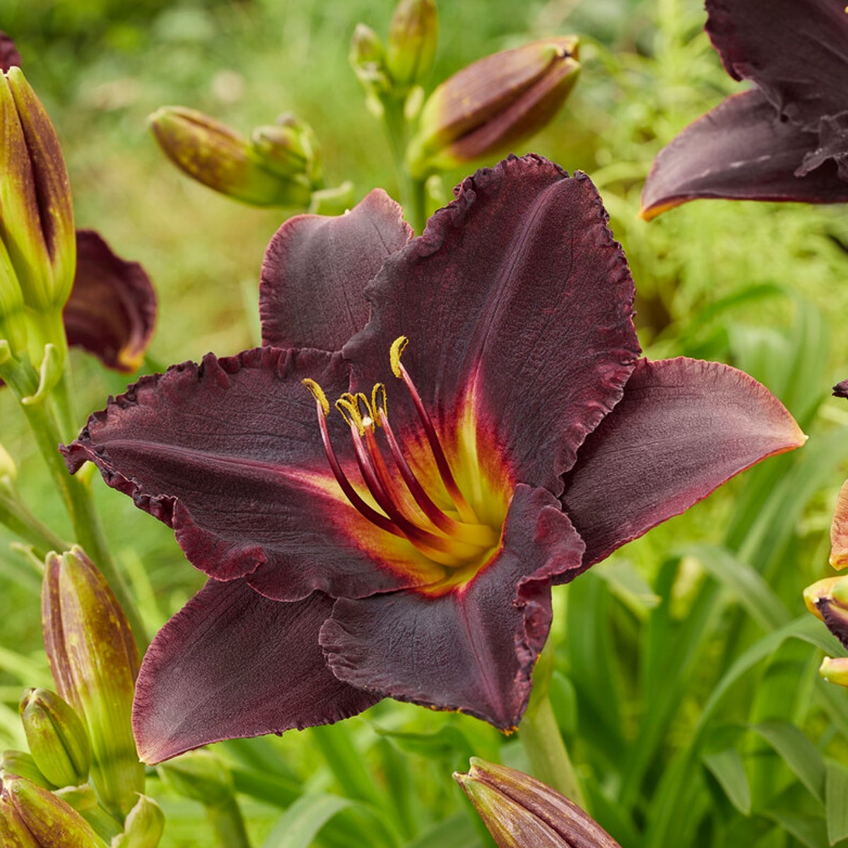Van Zyverden 84836 Black Daylilies Black Stockings Bulbs 3 Count