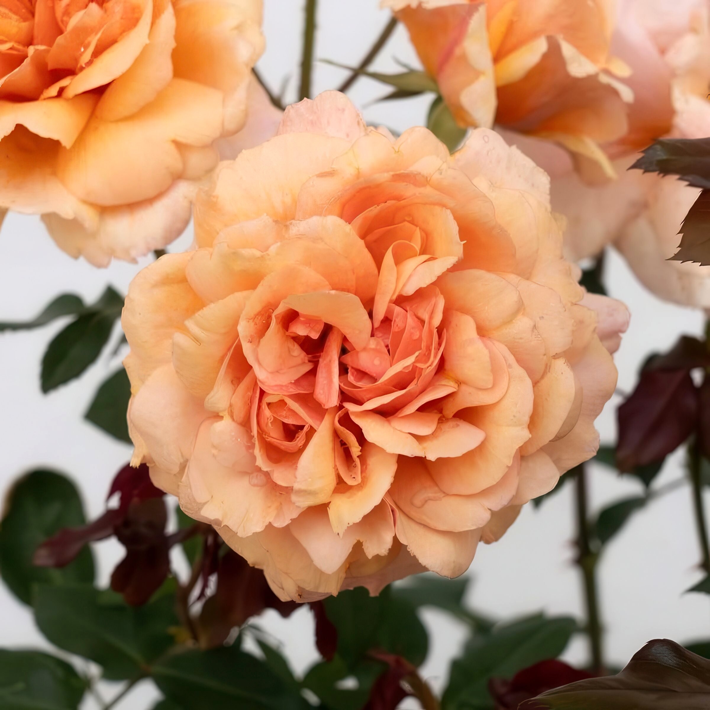 National Plant Network LW2173 roses - View #3