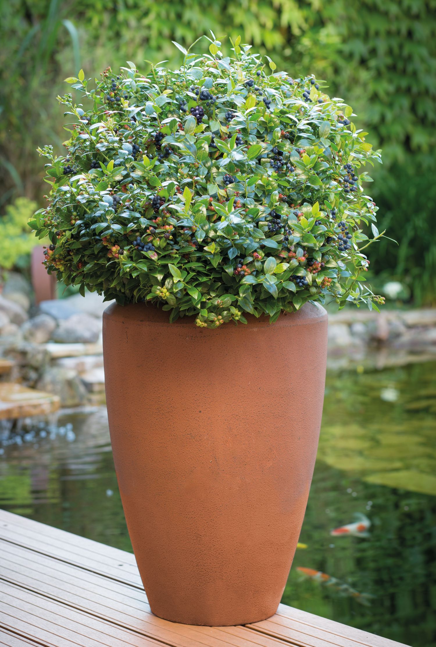 Bushel and Berry O892602 Fruit-Plants - View #4