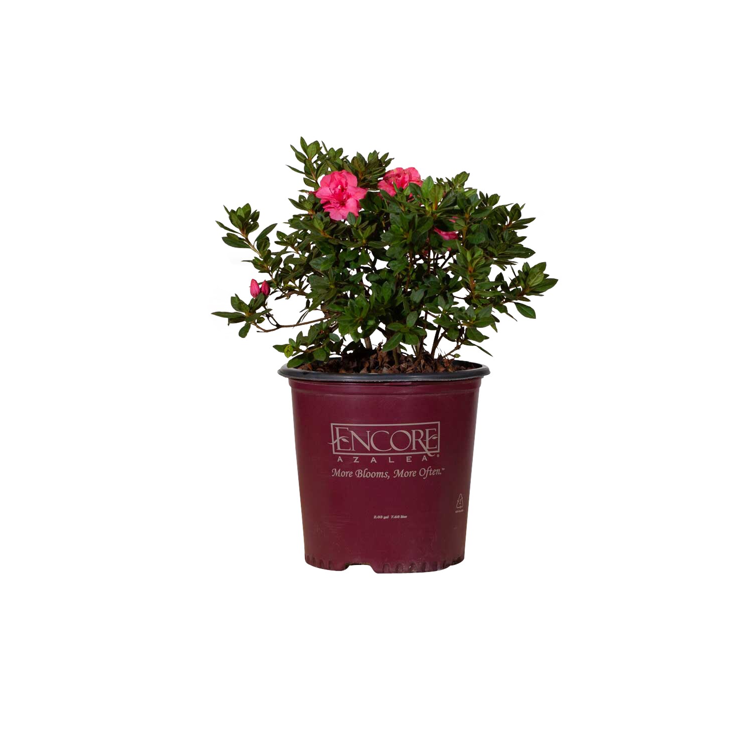 Encore Azalea 80532-1 Autumn Rouge Azalea Flowering Shrub in 2 -Gallon Pot 1 -Pack with Pink Blooms