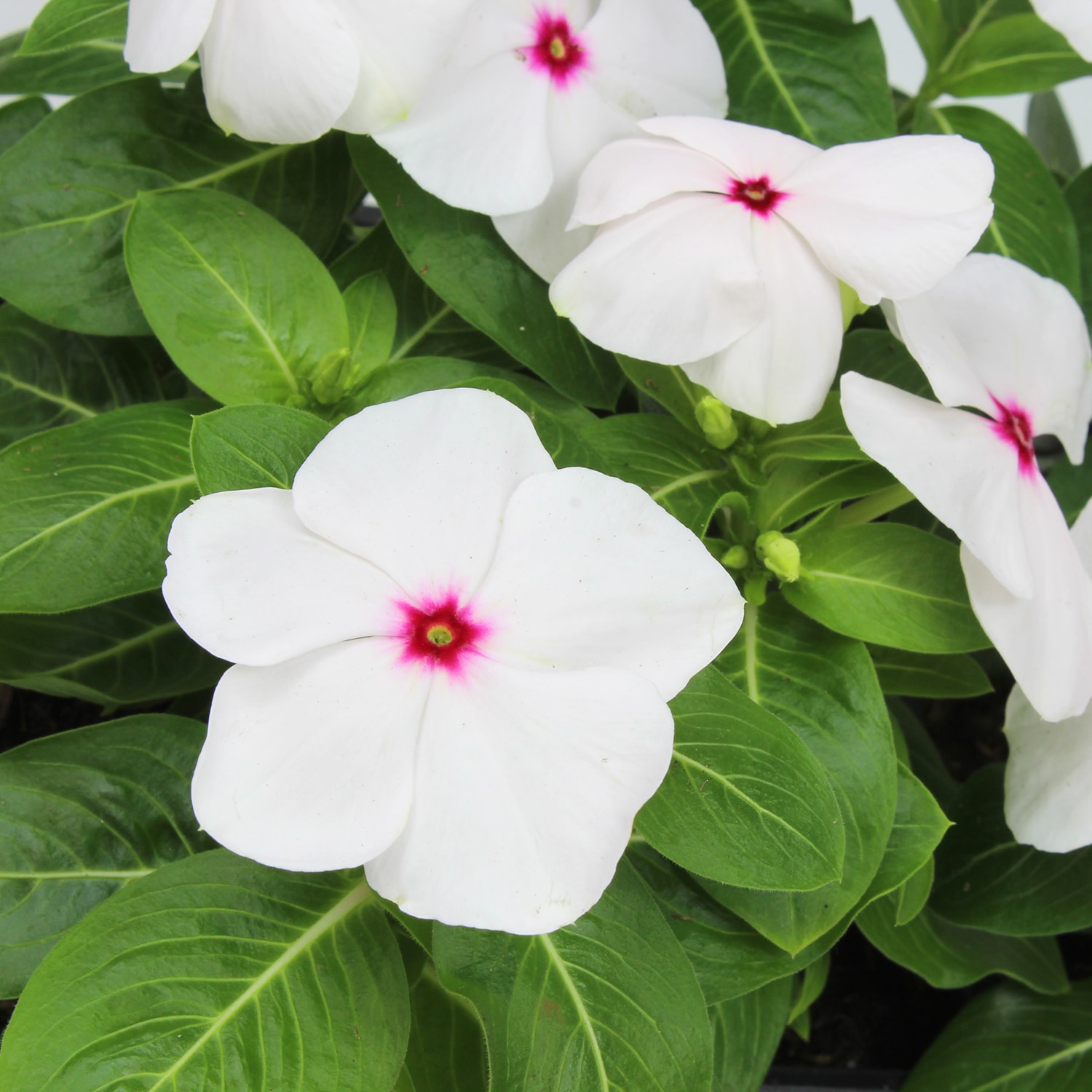 Altman Plants 0881451 annuals - View #5