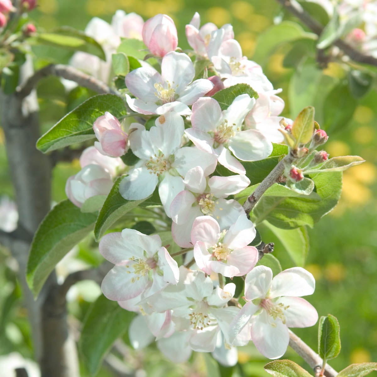 Honeycrisp Apple Tree: Apple and Fruit Trees From Gurneys