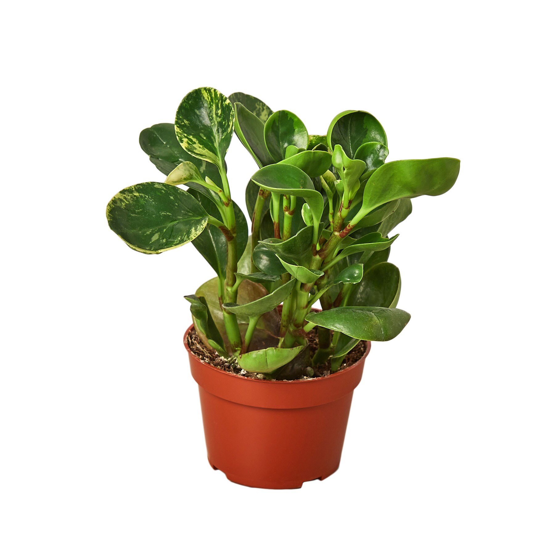 House Plant Shop 148 Marble Peperomia, Radiator Plant House Plant in 1-Pack Pot