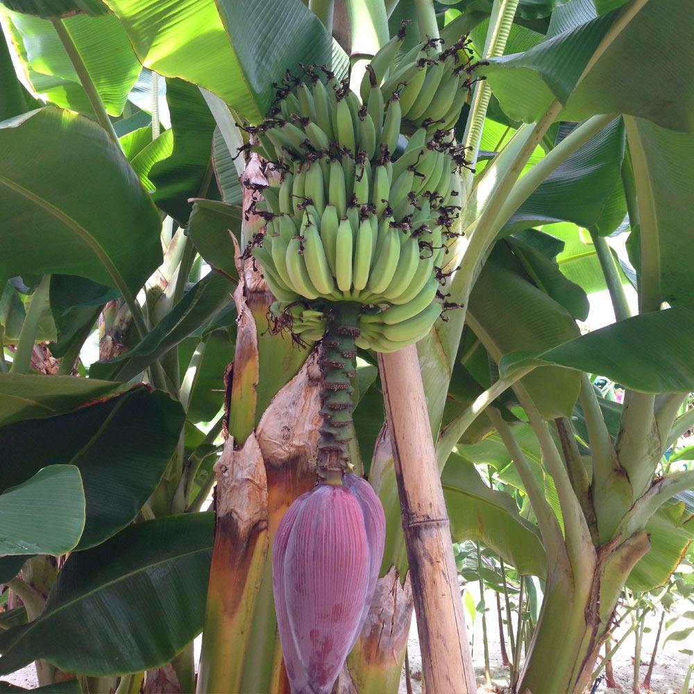 Brighter Blooms 10481 Banana Plant in Pot