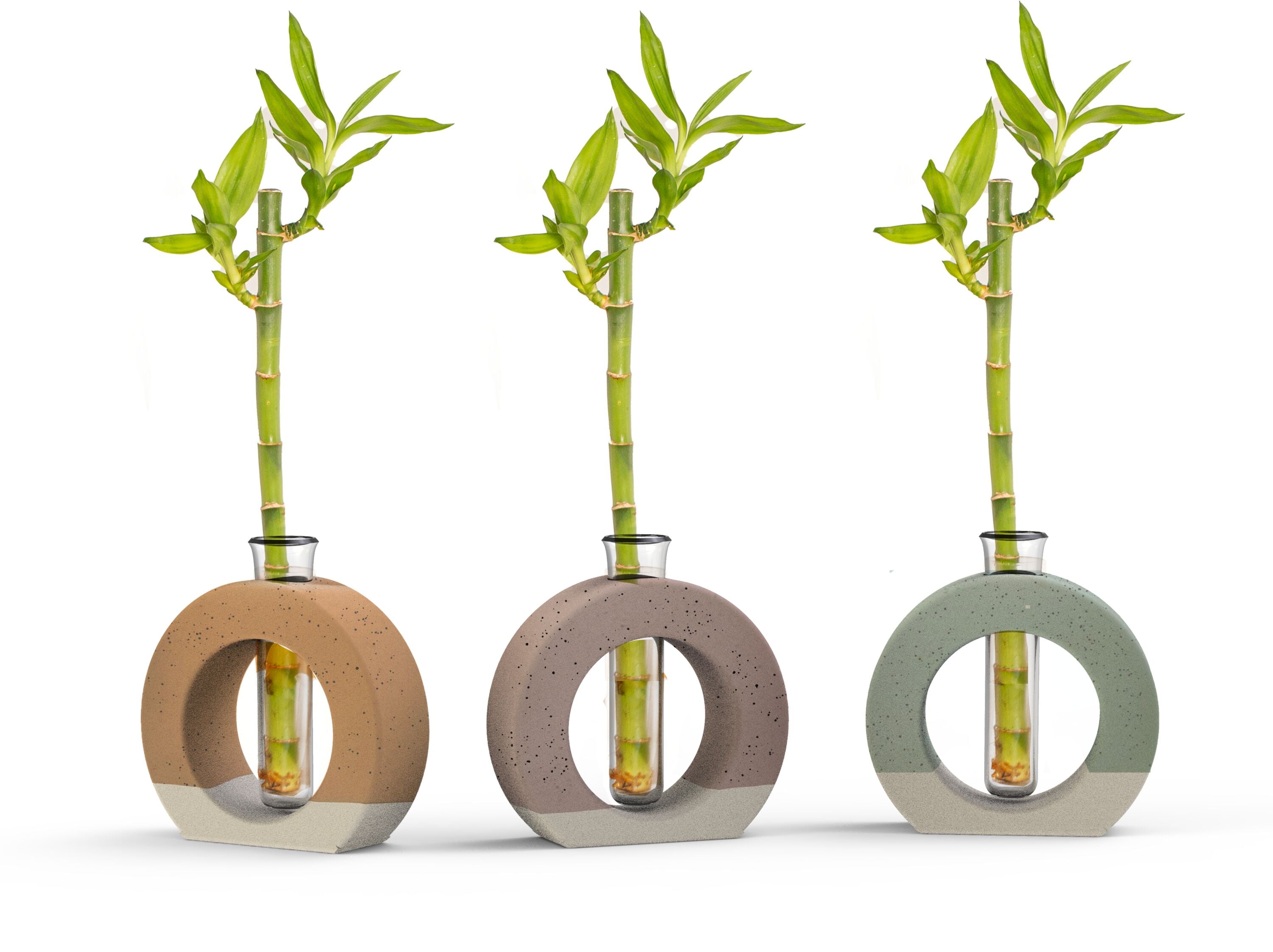 LiveTrends ASB07036 Tara House plant in 1 -Pack Pot 1 -Pack