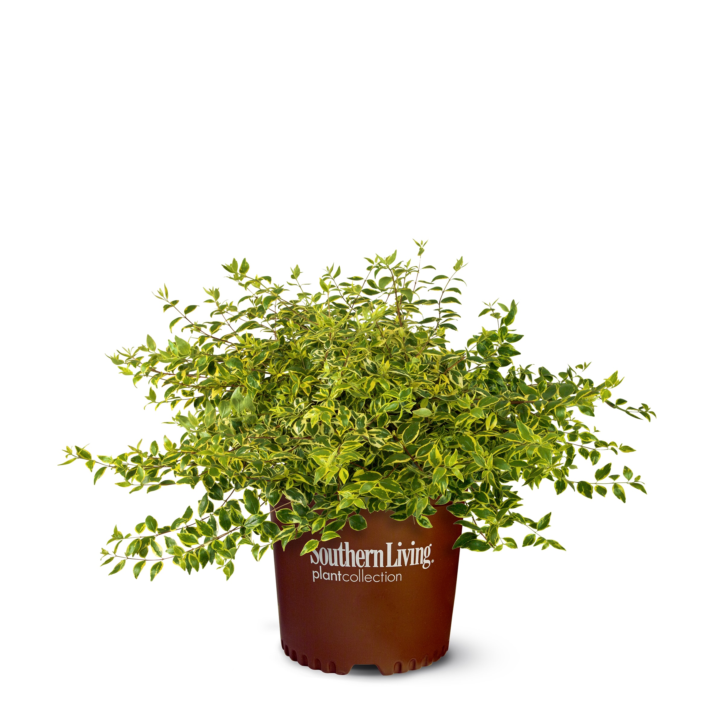 Lowe's Pink Miss Lemon Abelia Accent Shrub in 2-Gallon Pot in the ...