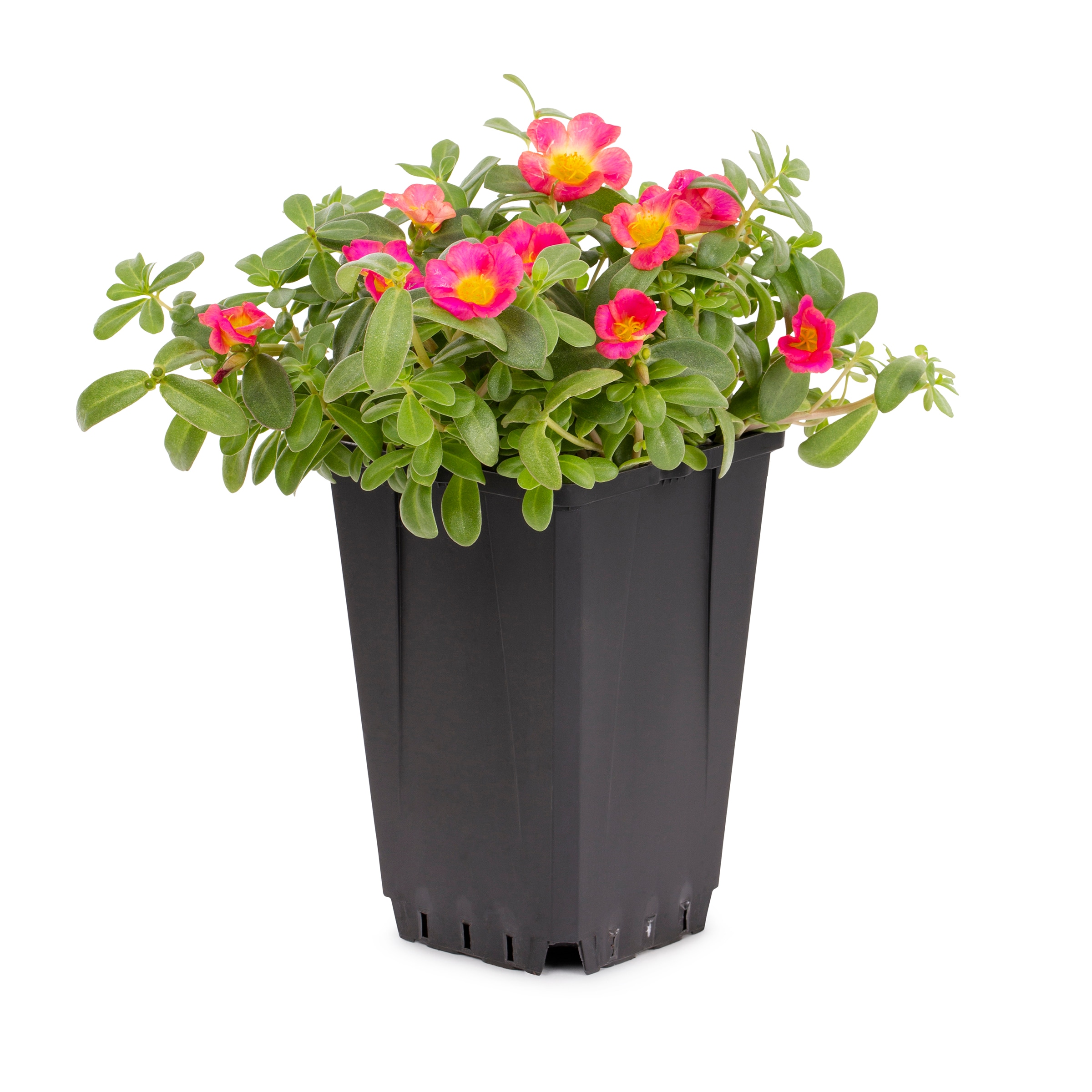 Lowe's 318955 annuals - View #2