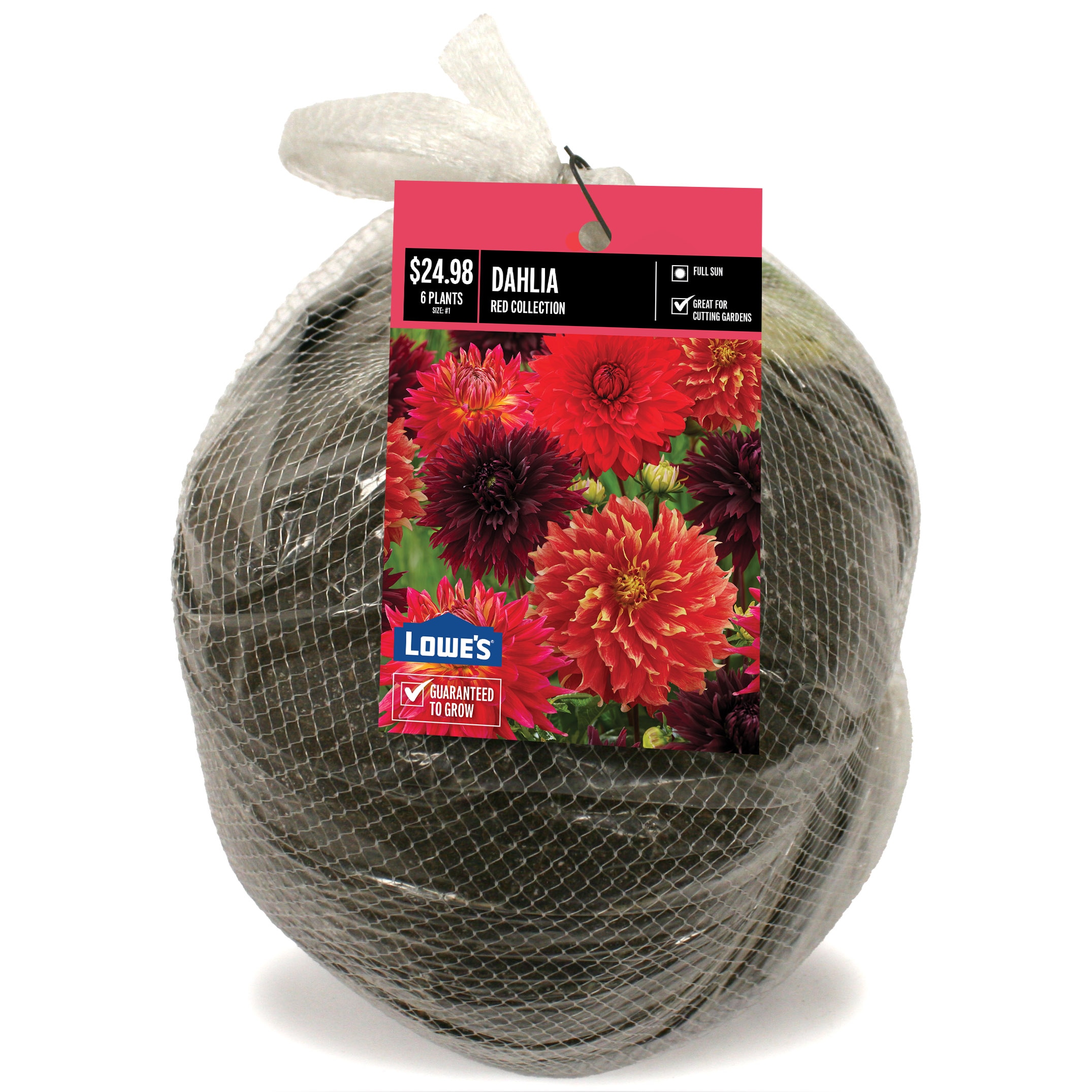 Van Zyverden 40220P Dahlia Red Collection PBS