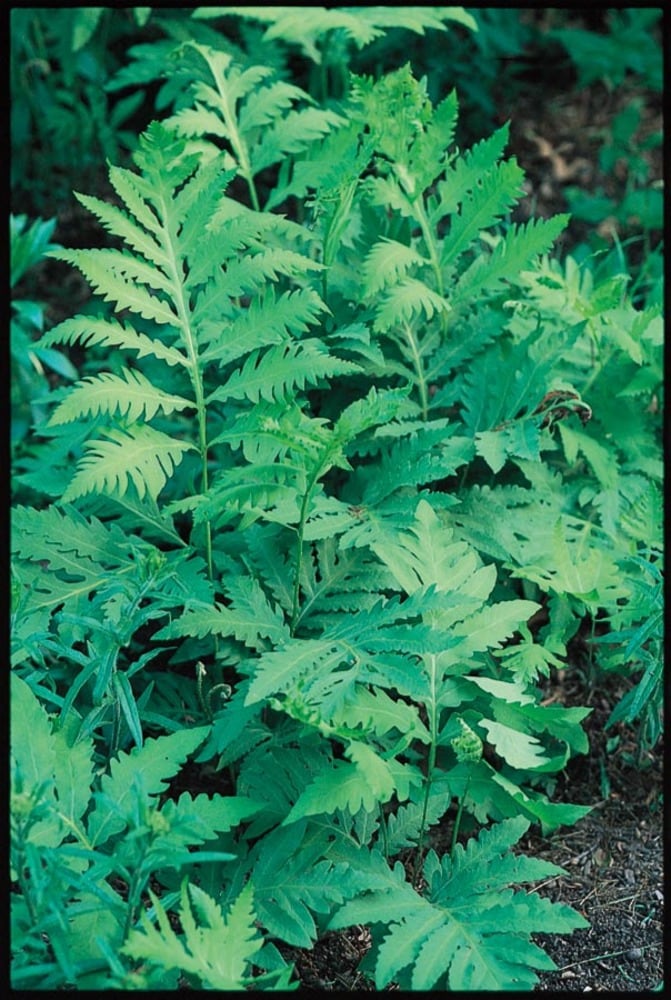 Lowe's NURSERY Sensitive Fern Plant in 11 -oz Pot