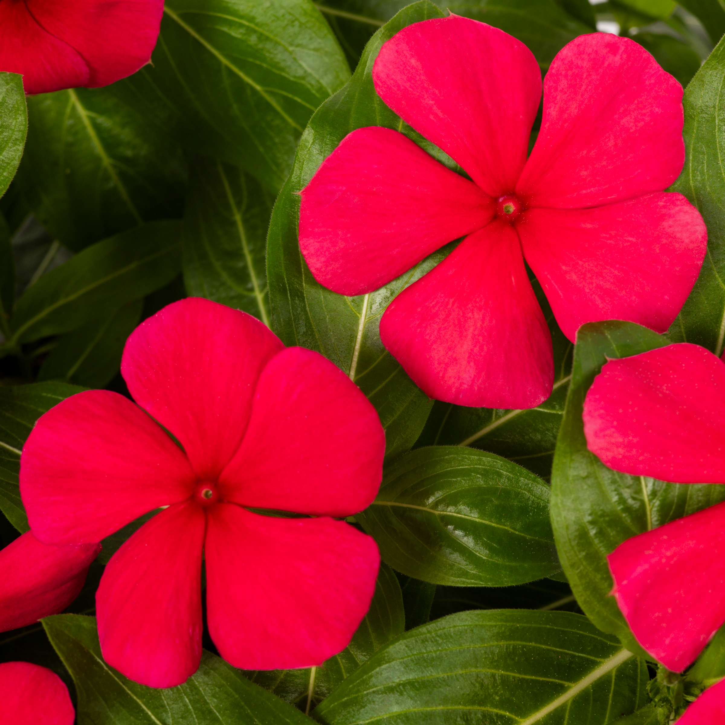 Lowe's NURSERY annuals - View #8