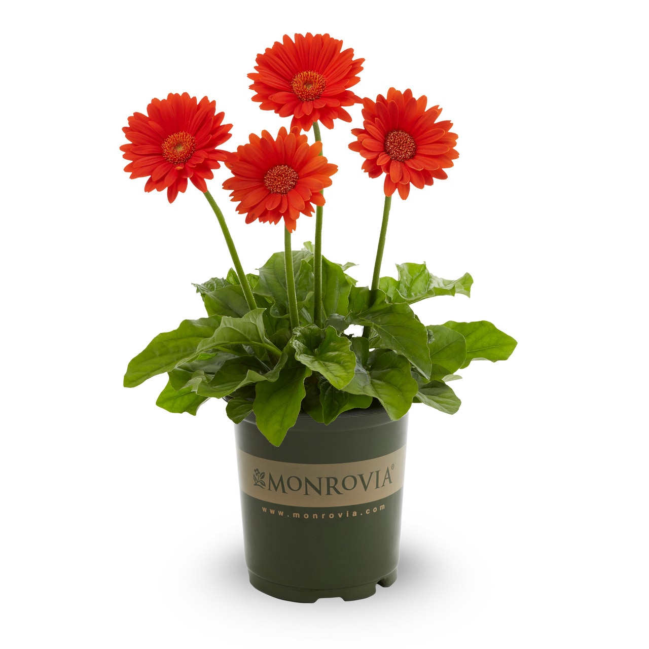 Monrovia 4990 annuals - View #5