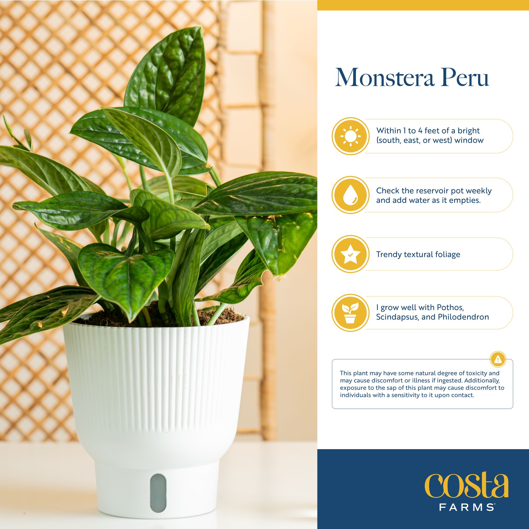 Costa Farms 6021578 hseplants - View #6