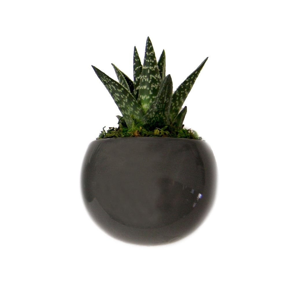 Lowe's LTH101 hseplants - View #4