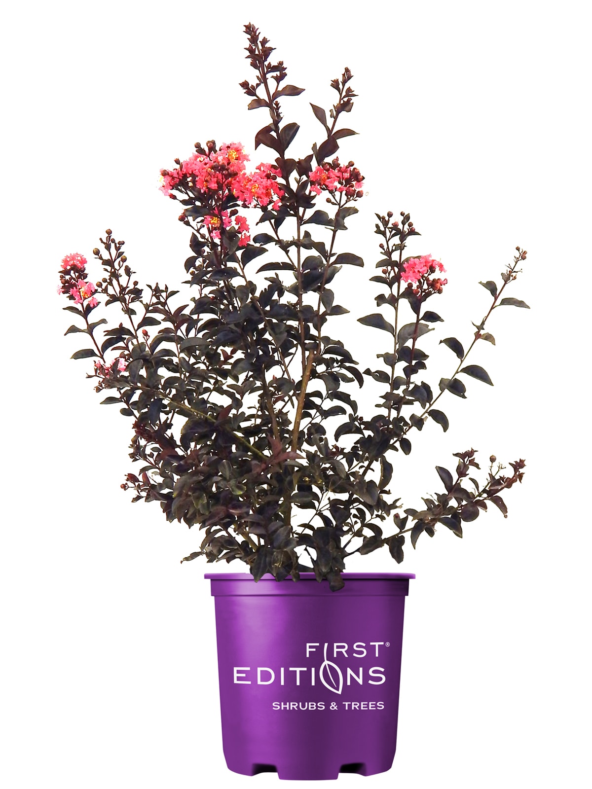 First Editions CRMMMA03G 1 Count Pink Flowering Midnight Magic Crape Myrtle In pot (with soil)