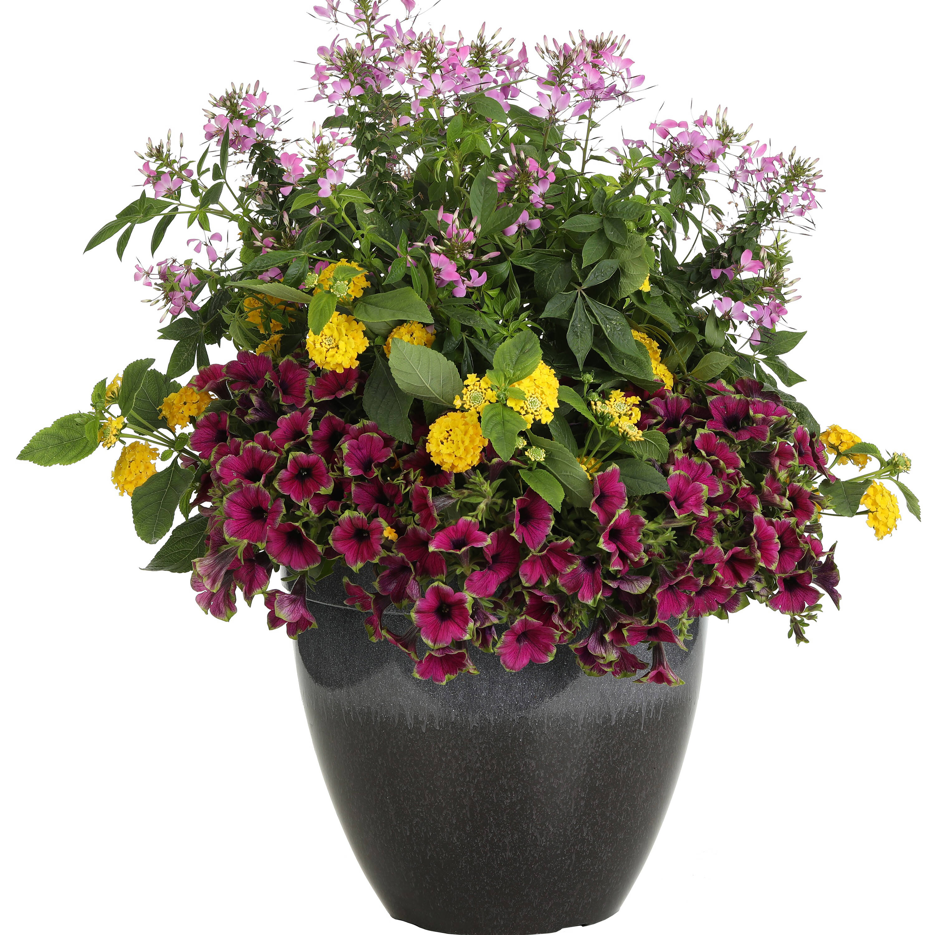 Proven Winners SUPPRW1457504 annuals - View #3