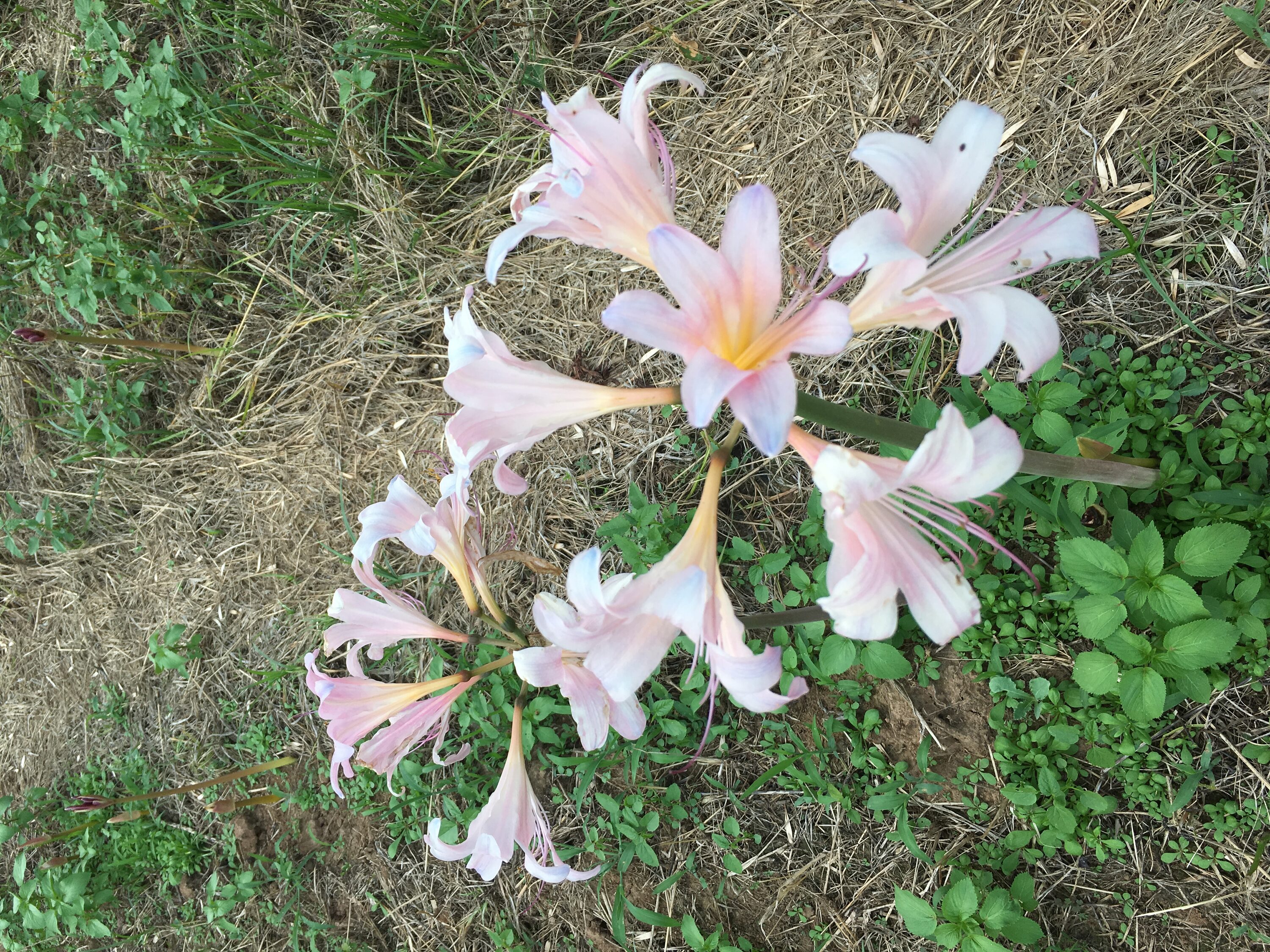Daylily Nursery 21655 Plant-Bulbs - View #3