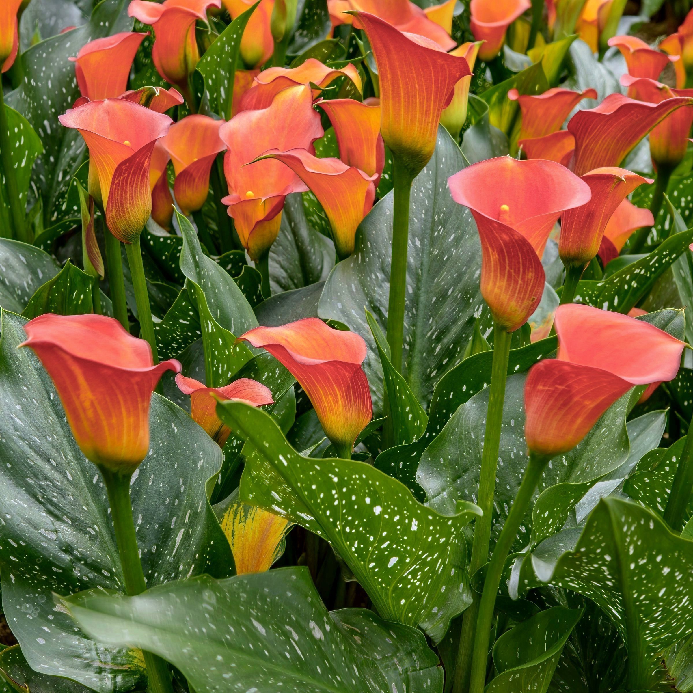 National Plant Network LW3412 Plant-Bulbs - View #3