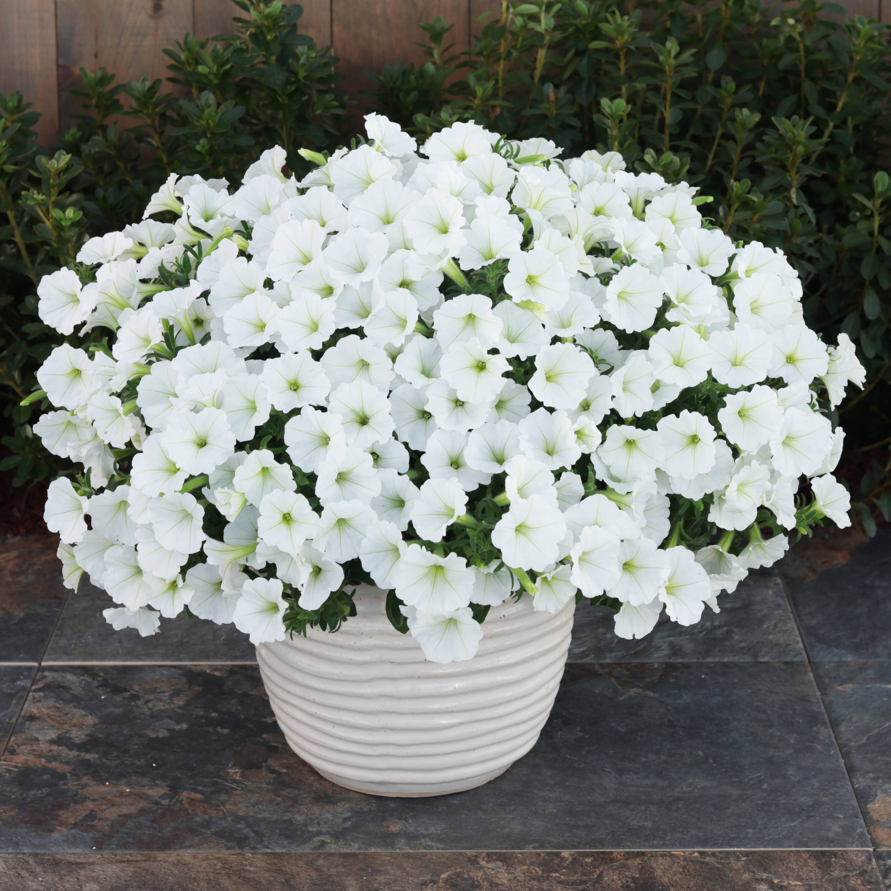 Proven Winners SUPPRW4057504 annuals - View #8