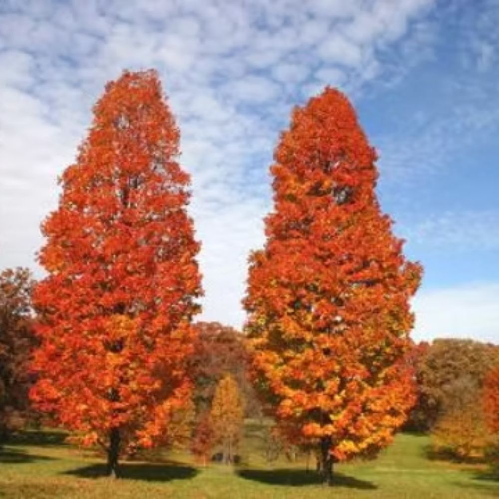 Southern Planters MAPARM05G trees - View #3