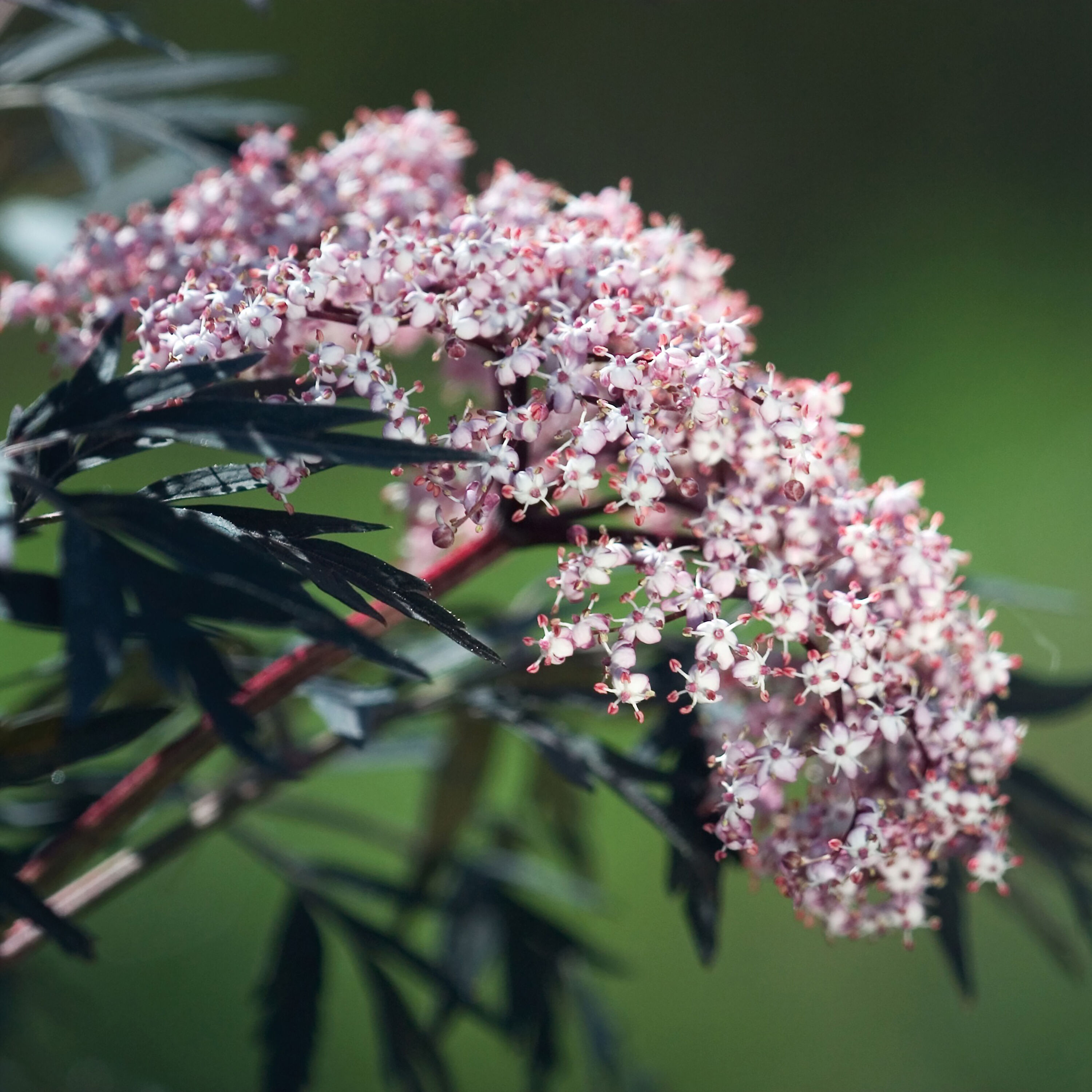Proven Winners SAMPRC1026101 shrubs - View #4
