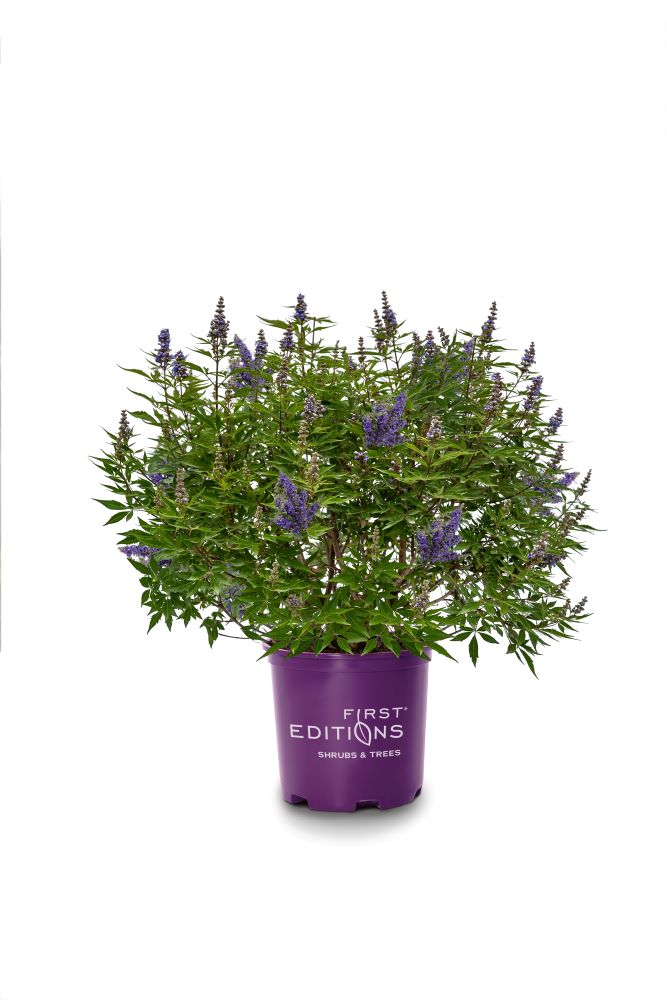 First Editions O90012F Delta Blues Chastetree Flowering Shrub in 2 -Gallon Pot 1 -Pack with Blue Blooms