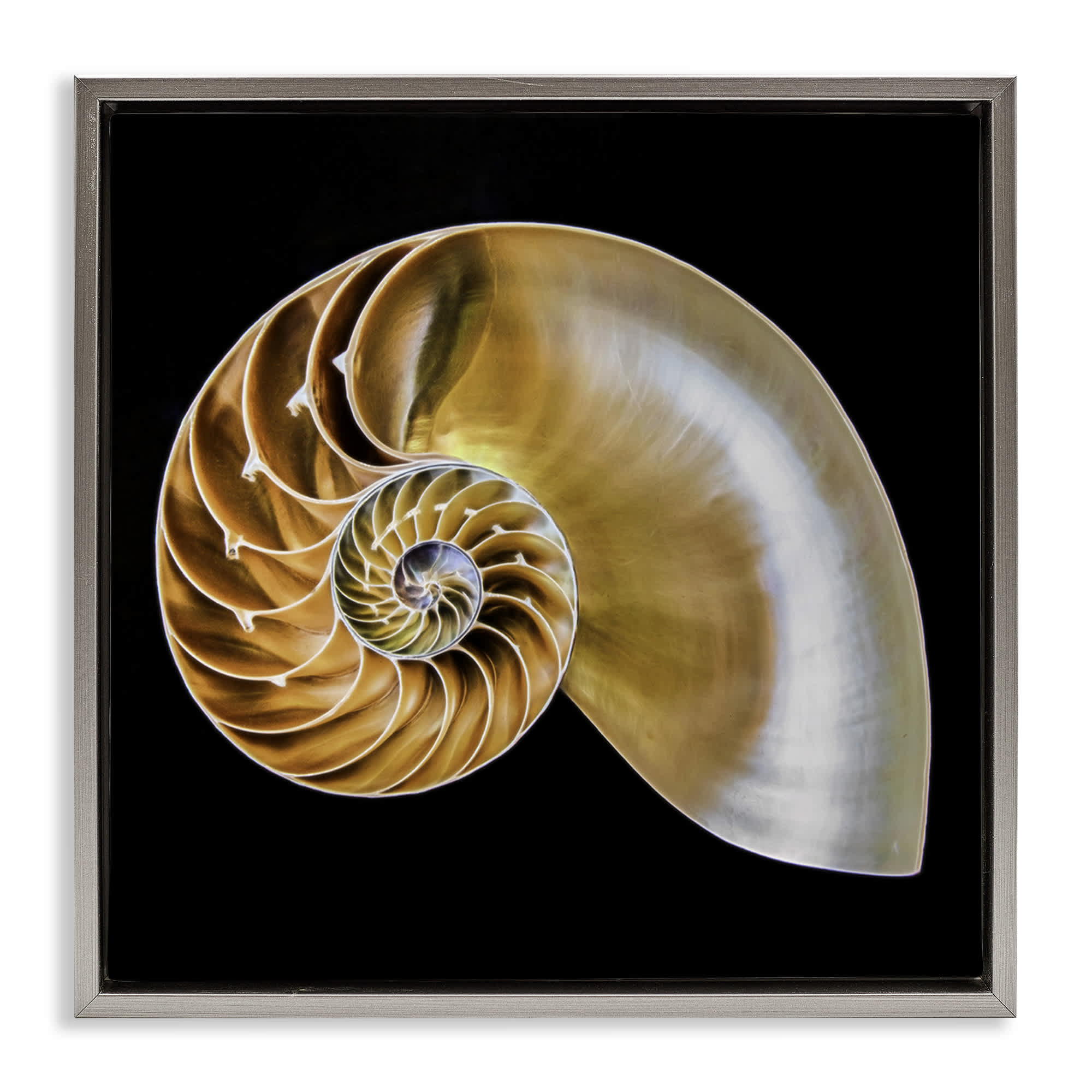 Stupell Industries BT-351-FFL-24X30 Tan Nautilus Shell on Black Gray Framed Floater Canvas Wall Art By Mary Lou Johnson 31 x 25