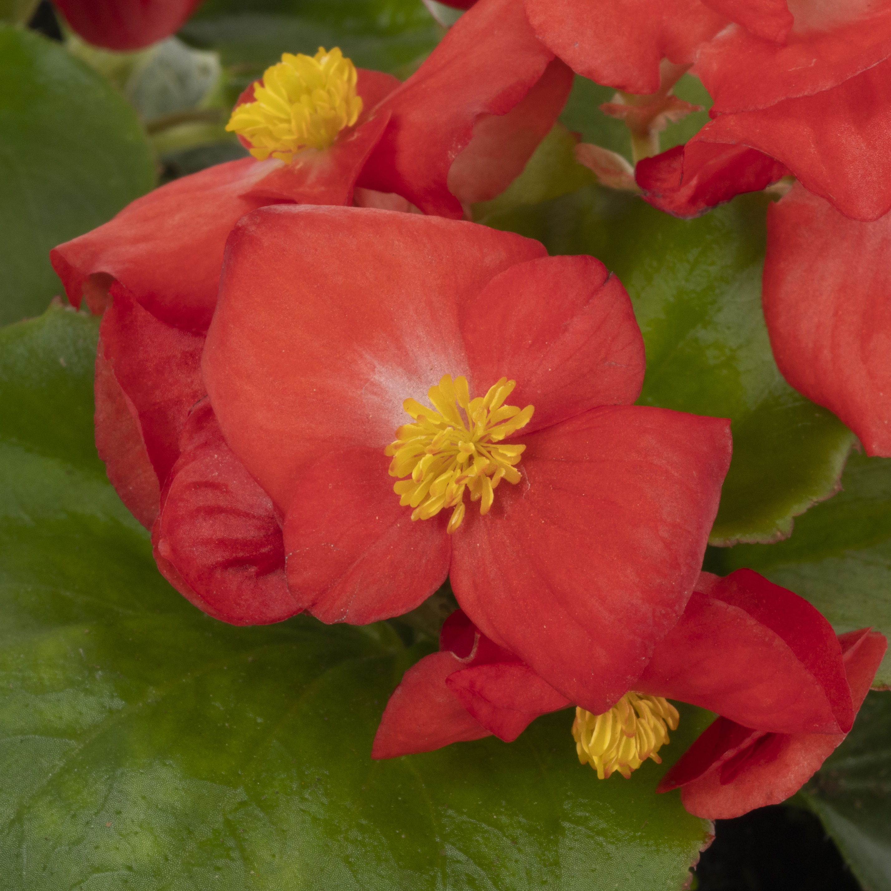 Lowe's 72661 annuals - View #5