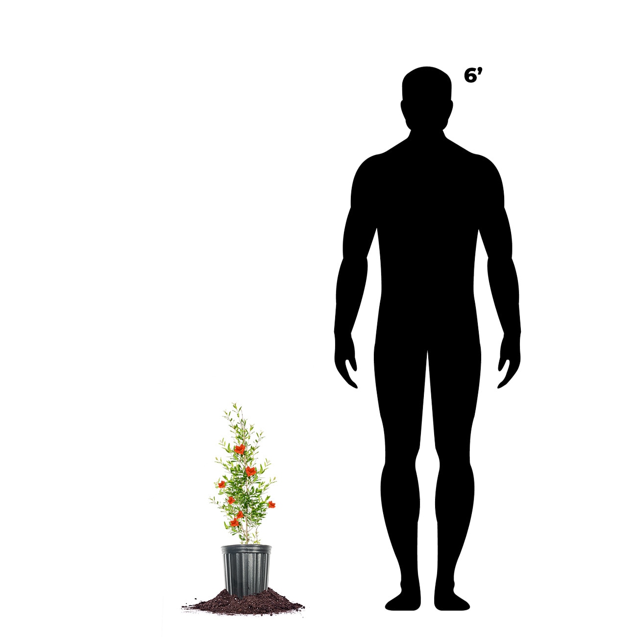 Perfect Plants LORUSSIANPOM1G shrubs - View #4