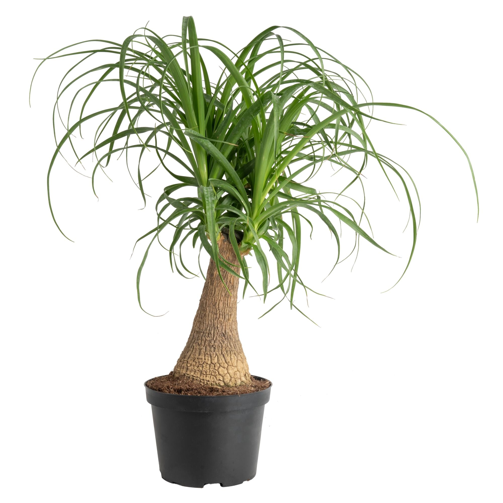Costa Farms M-PTP-G-POT-01-LW Easy to Grow Ponytail Palm House plant in 6 Inch(es) Pot 1.0 -Pack