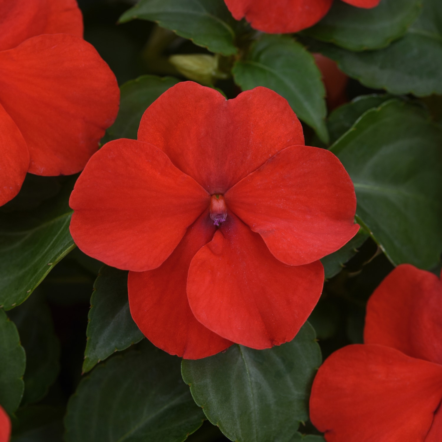 Altman Plants 0881453 annuals - View #3