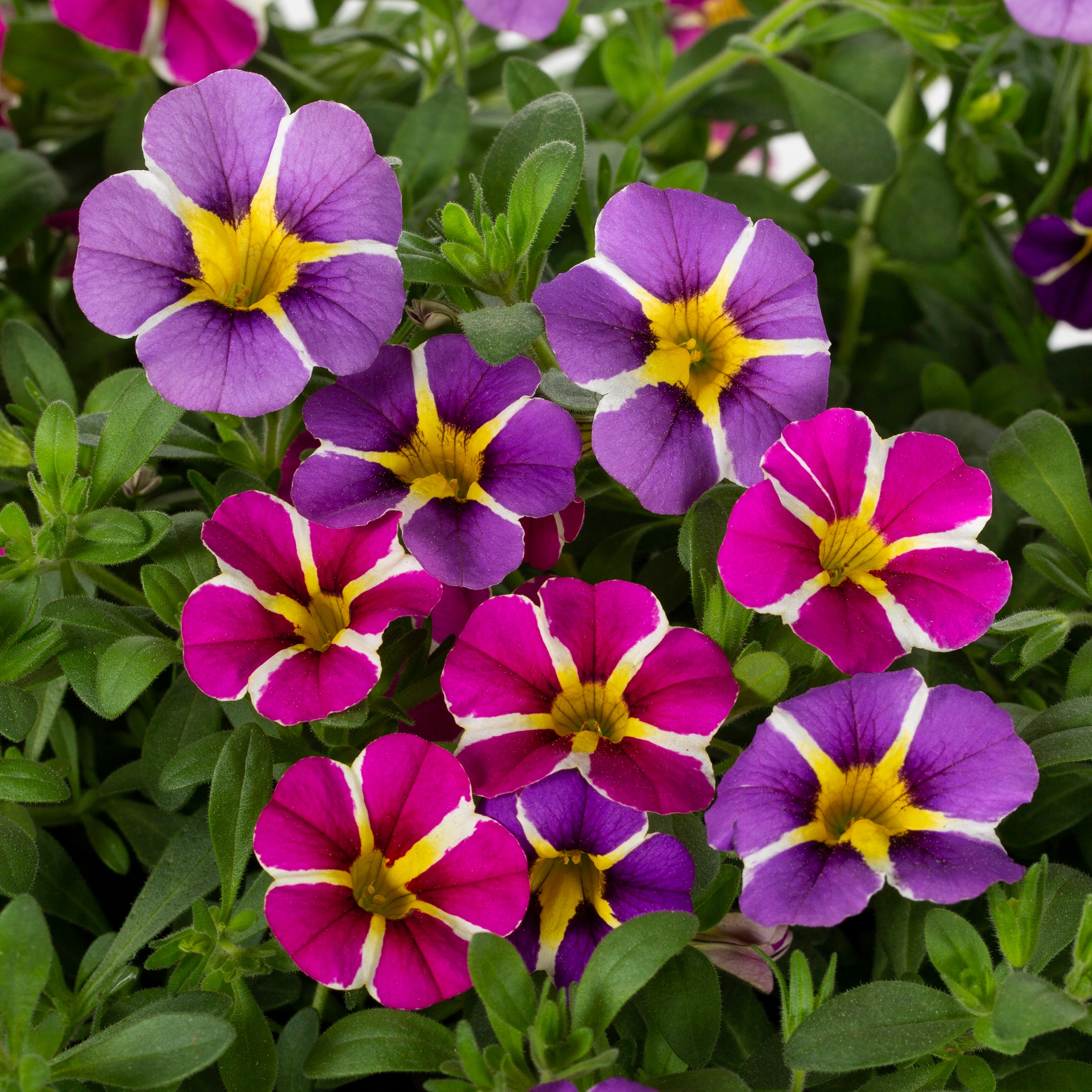 Ready Refill 825228 annuals - View #2