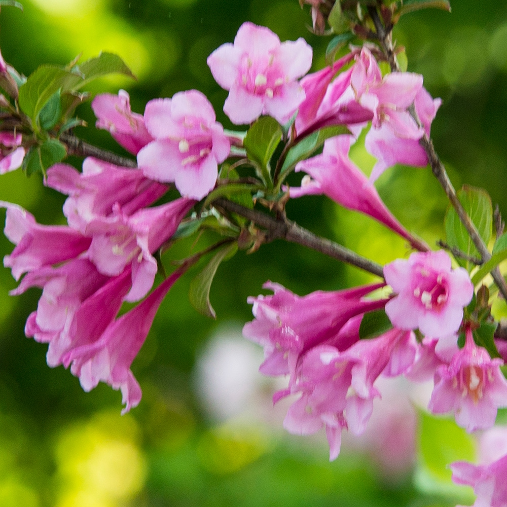 Java Red Weigela Plants, Bulbs & Seeds Near Me at Lowes.com