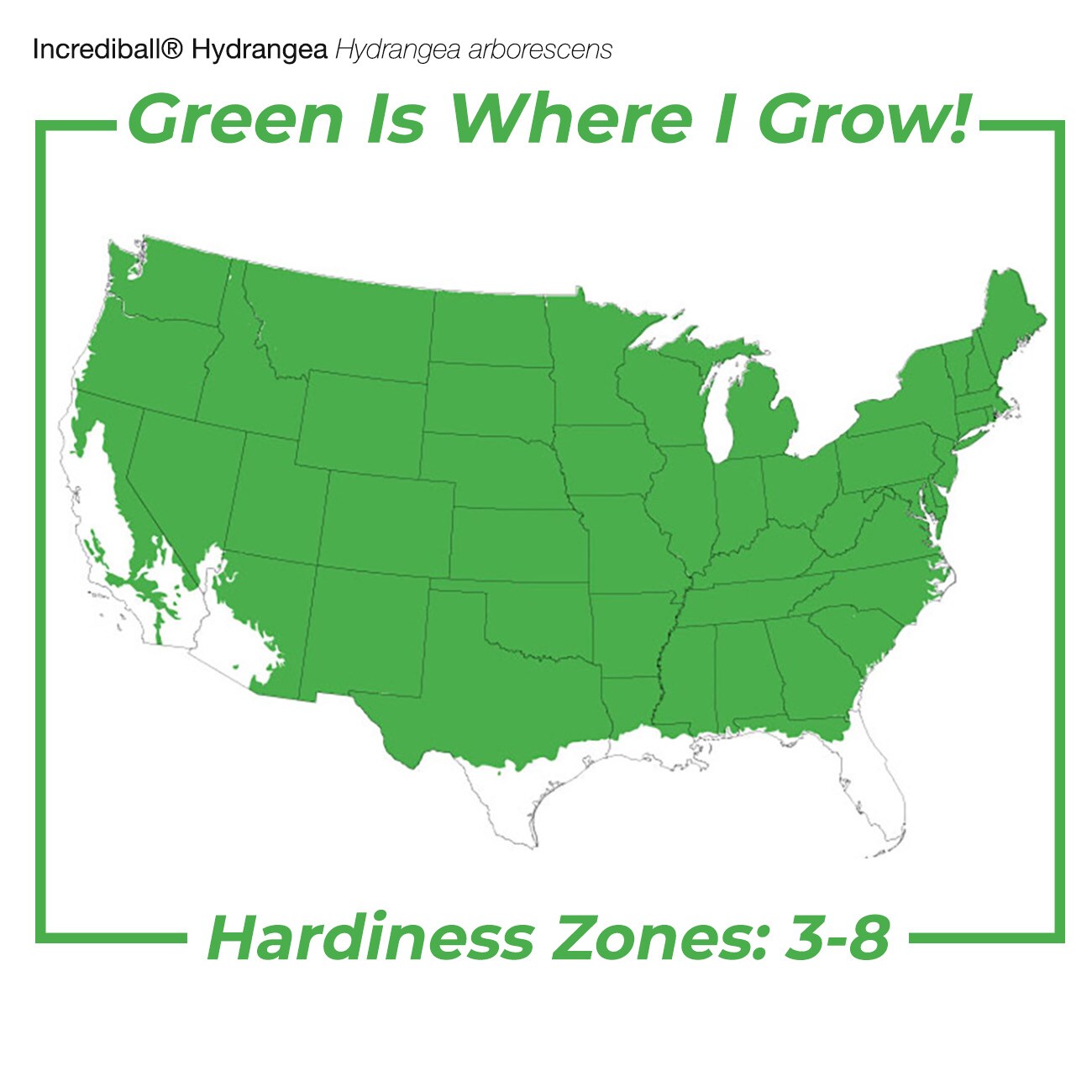 Perfect Plants LOINCREDIBALL3G shrubs - View #4