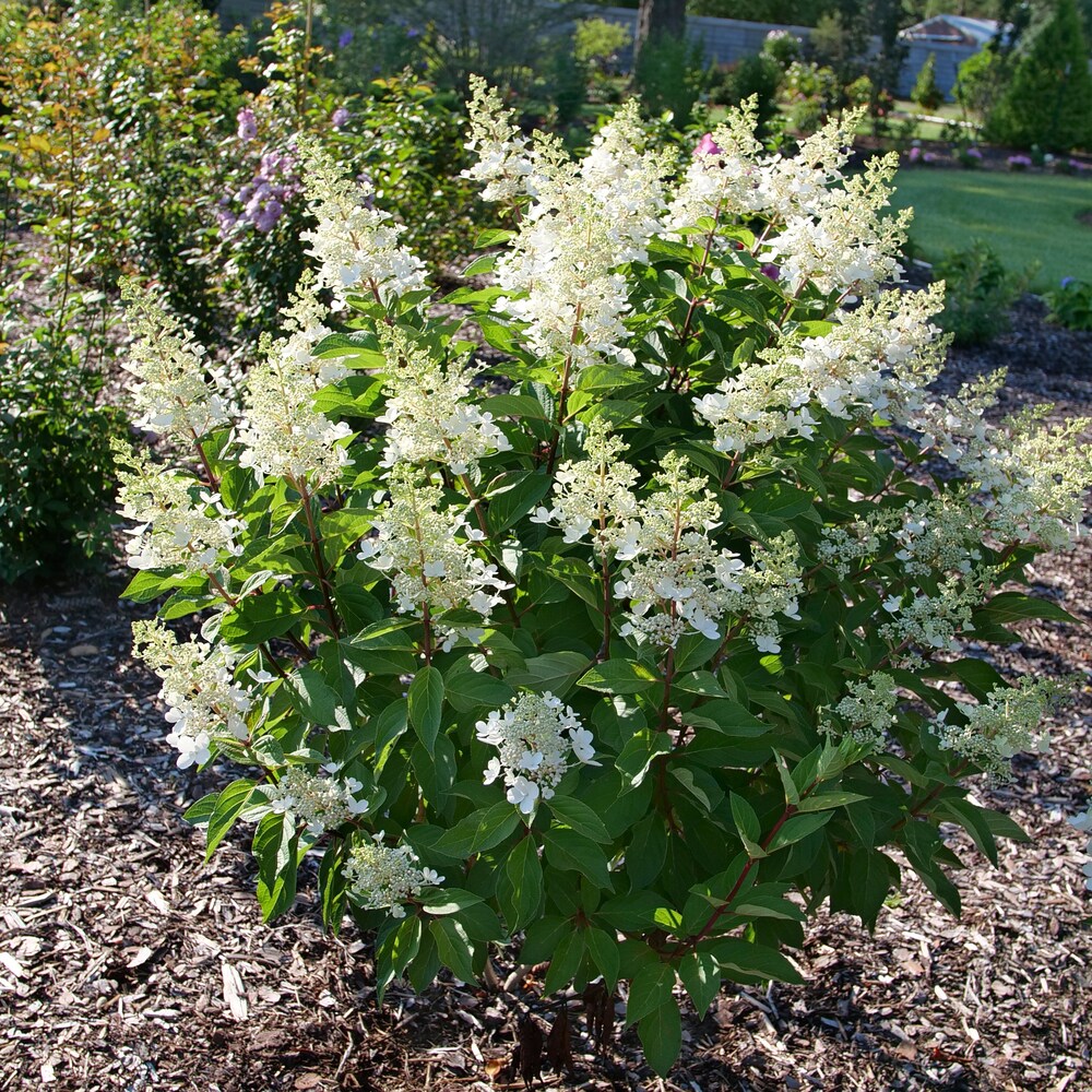 Proven Winners HYDPRC1246101 shrubs - View #2