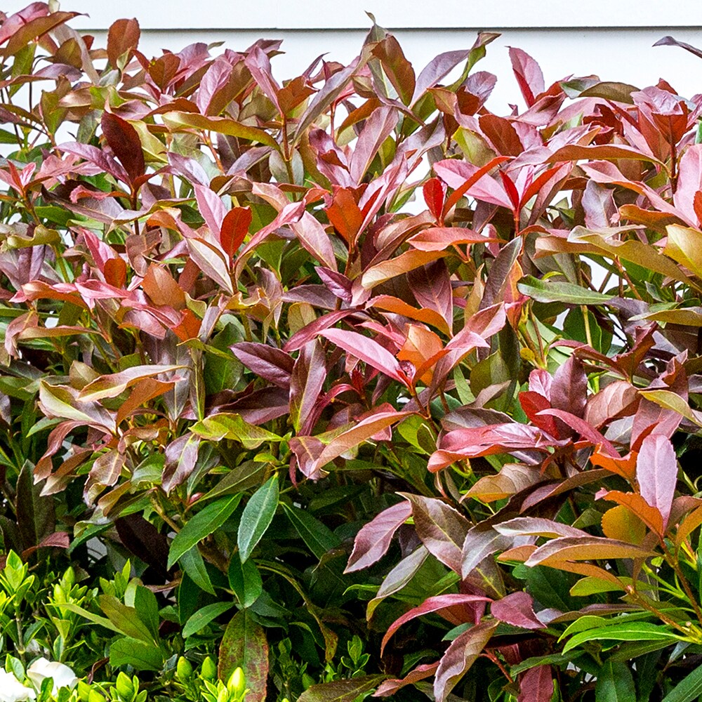 Southern Living Plant Collection 56863-1 shrubs - View #7