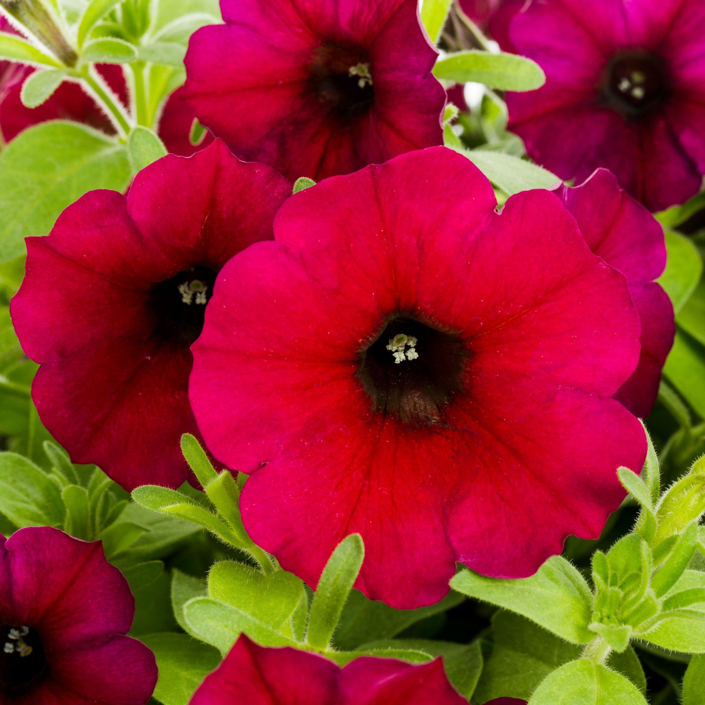 Lowe's 2612787 annuals - View #2