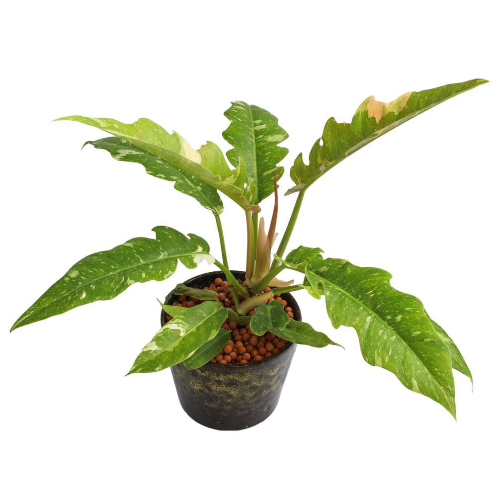 Better-Gro RING OF FIRE House plant in 1 Inch(es) Planter 1 -Pack #71161