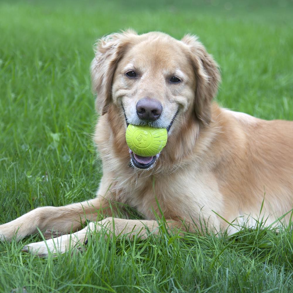 Chew King Green Rubber Toy for Dogs - 2 Pack, BPA-Free, High Bounce ...