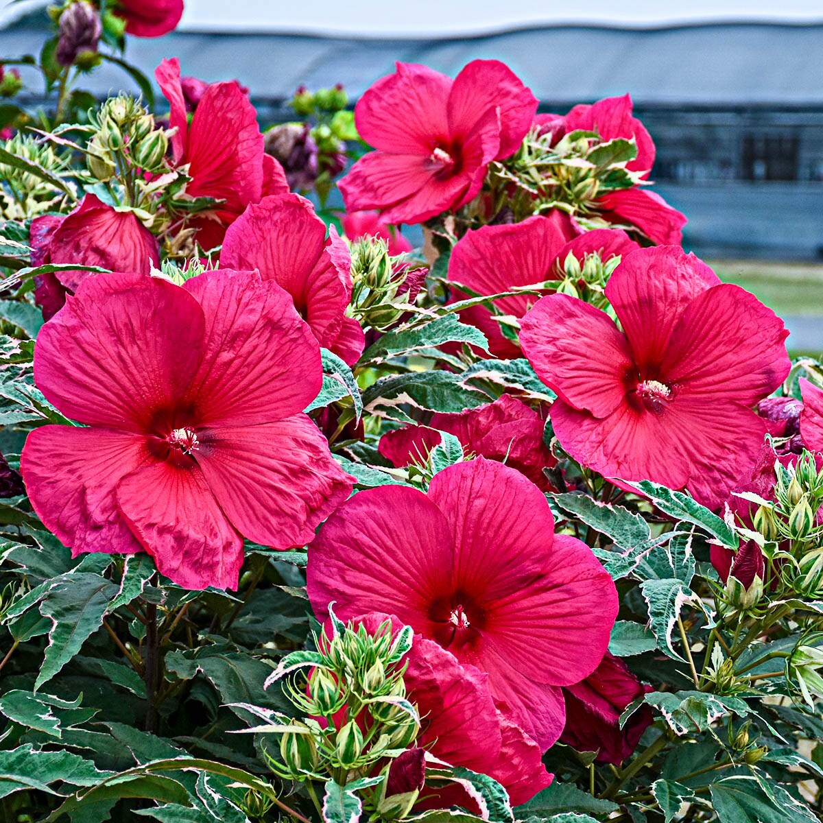 Summer Carnival Hibiscus Perennial Plant Plants, Bulbs & Seeds at Lowes.com