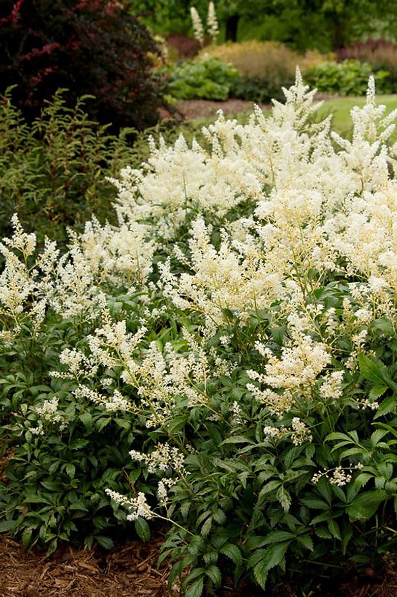 Monrovia 003511 White Deutschland Astilbe Plant in 3 -Quart Pot
