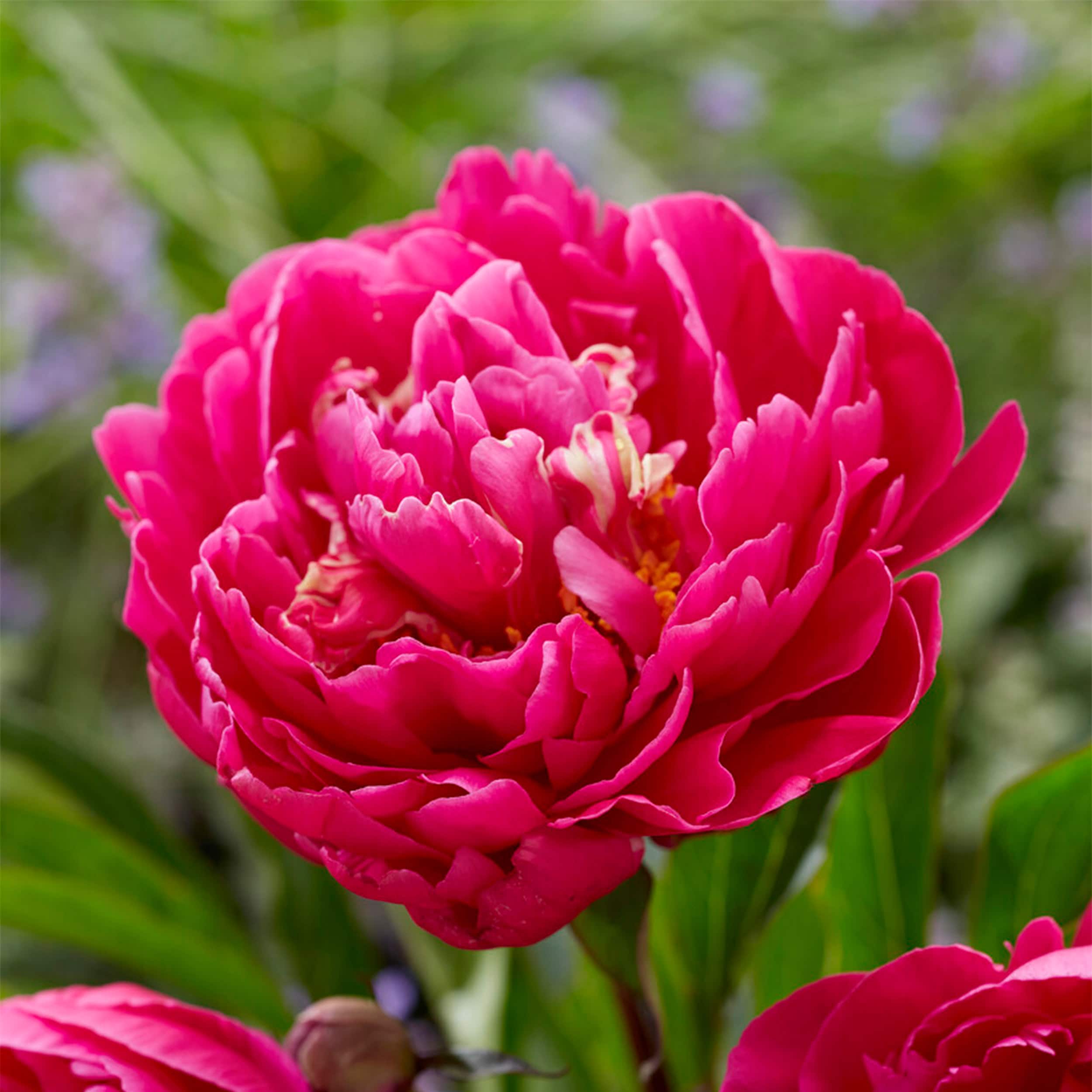 Garden State Bulb ECS-71-03-01 Pink Karl Rosenfield Peony Flower Bulbs 3 Count
