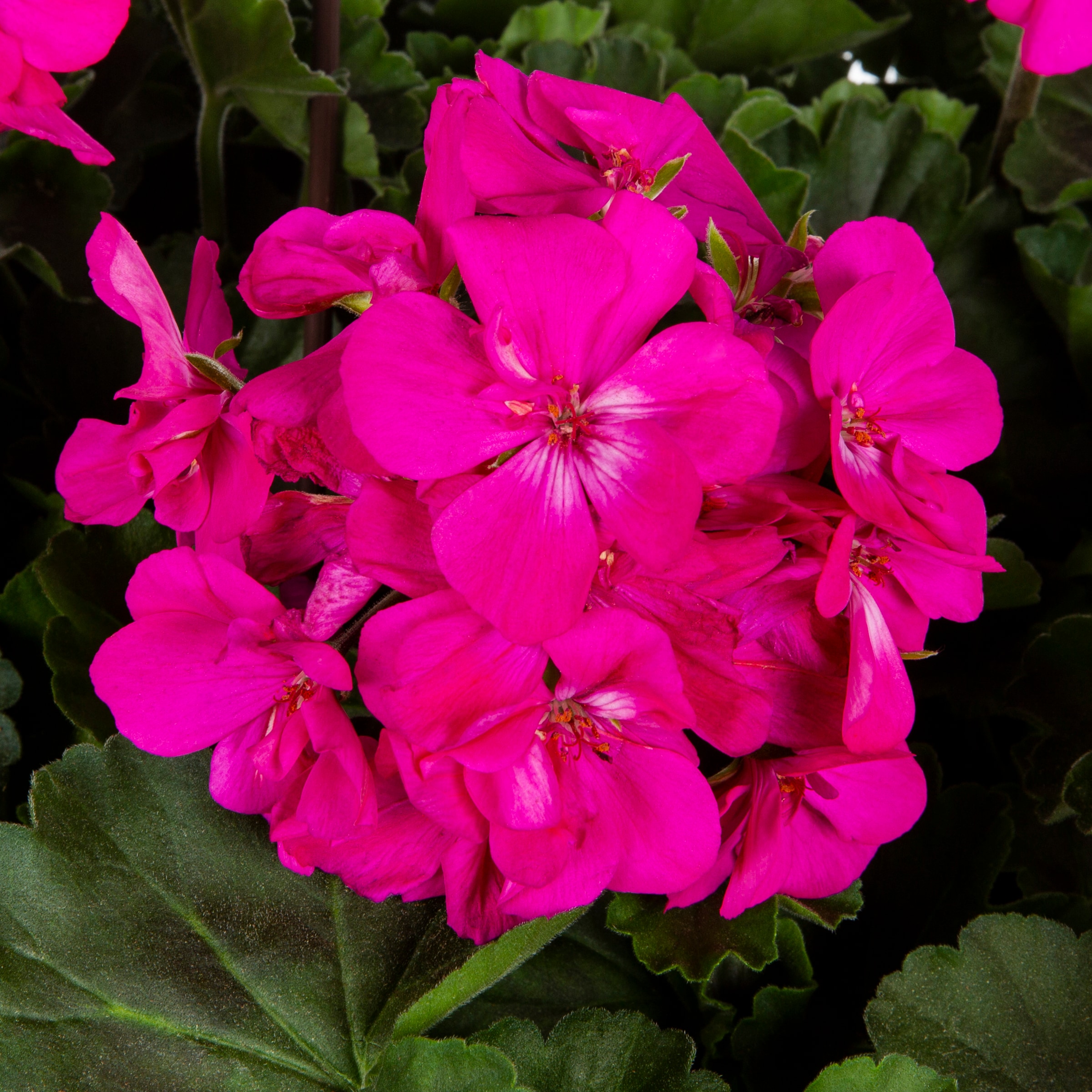 Lowe's Multicolor Geranium in 2-Gallon Hanging Basket in the Annuals ...